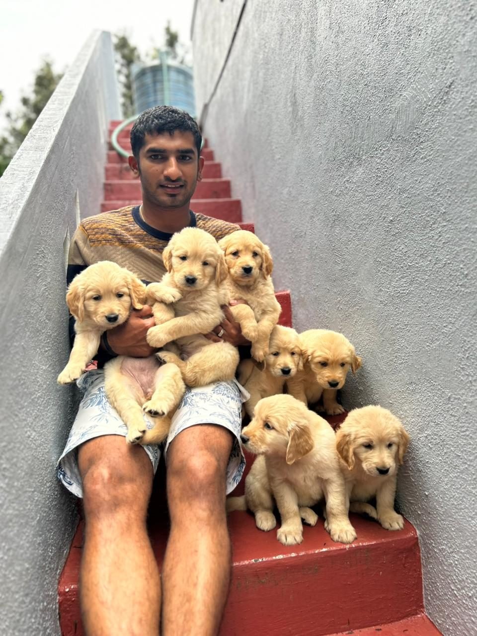 New owner holding a litter of Golden Retriever puppies